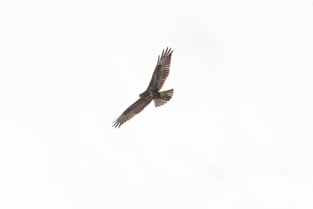 Buteo buteo ?  S